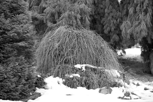 Larix kaempferi 