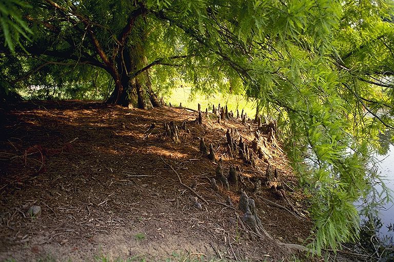 Taxodium distichum 