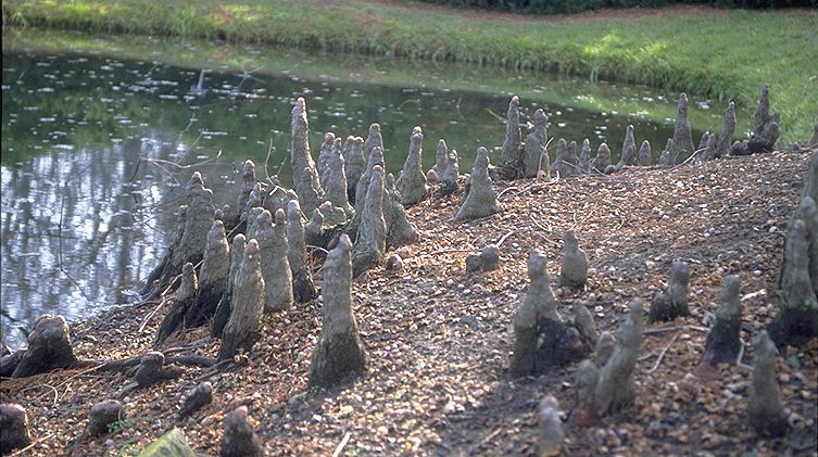 Taxodium distichum 