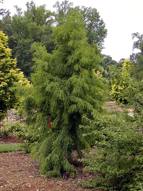 Taxodium distichum 