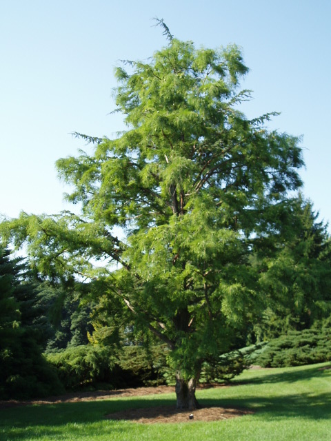 Taxodium distichum 