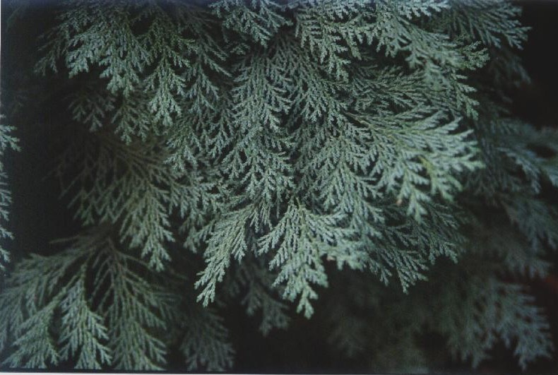 Chamaecyparis lawsoniana 
