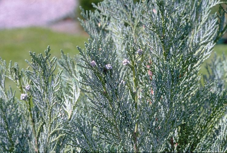 Chamaecyparis lawsoniana 