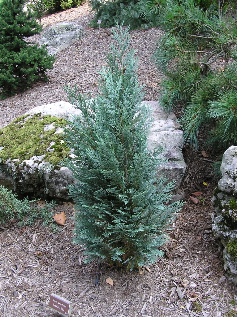 Chamaecyparis lawsoniana 