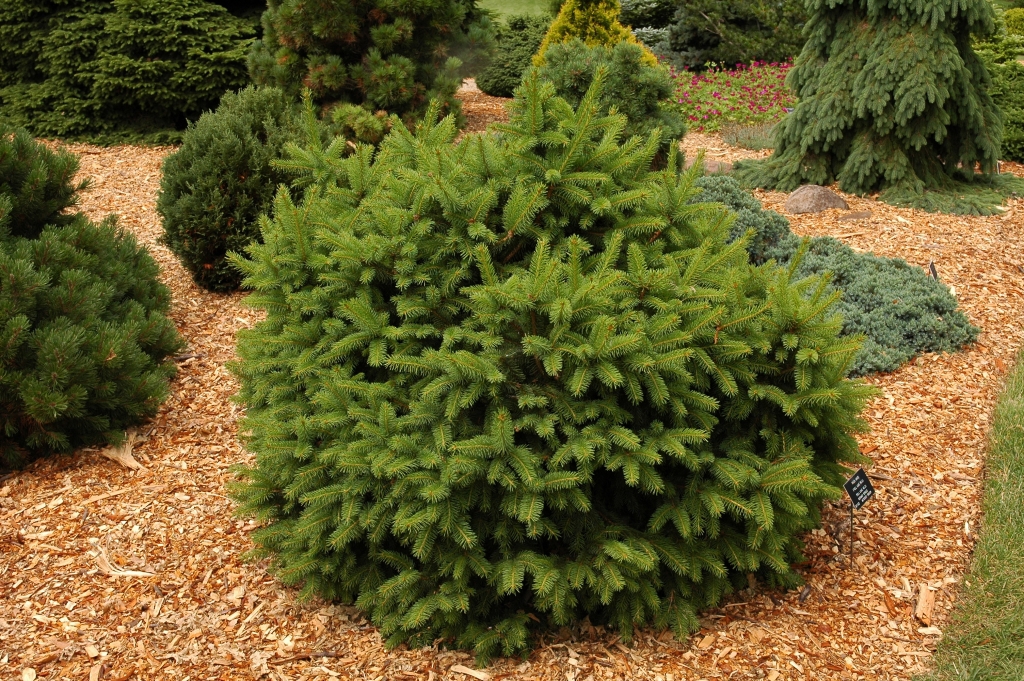 Picea abies 