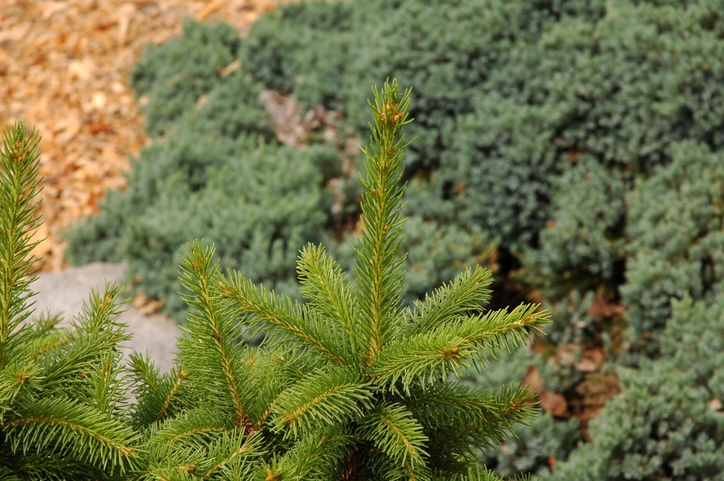 Picea abies 