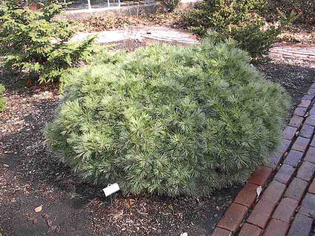 Pinus strobus 