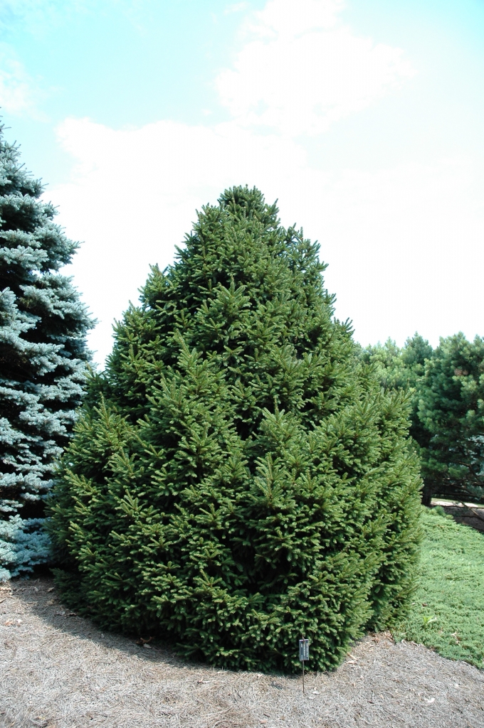 Picea abies 