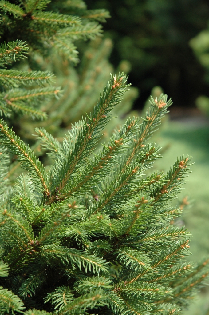 Picea abies 