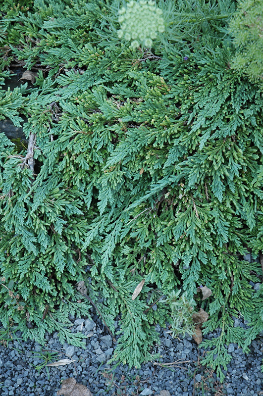 Juniperus horizontalis 