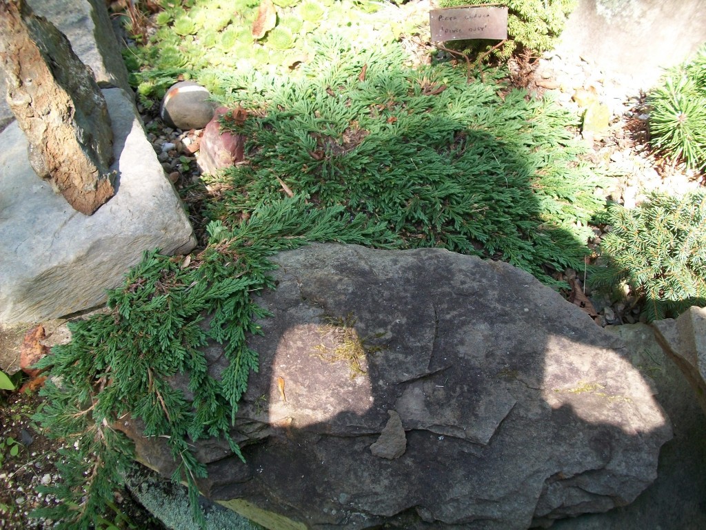 Juniperus horizontalis 