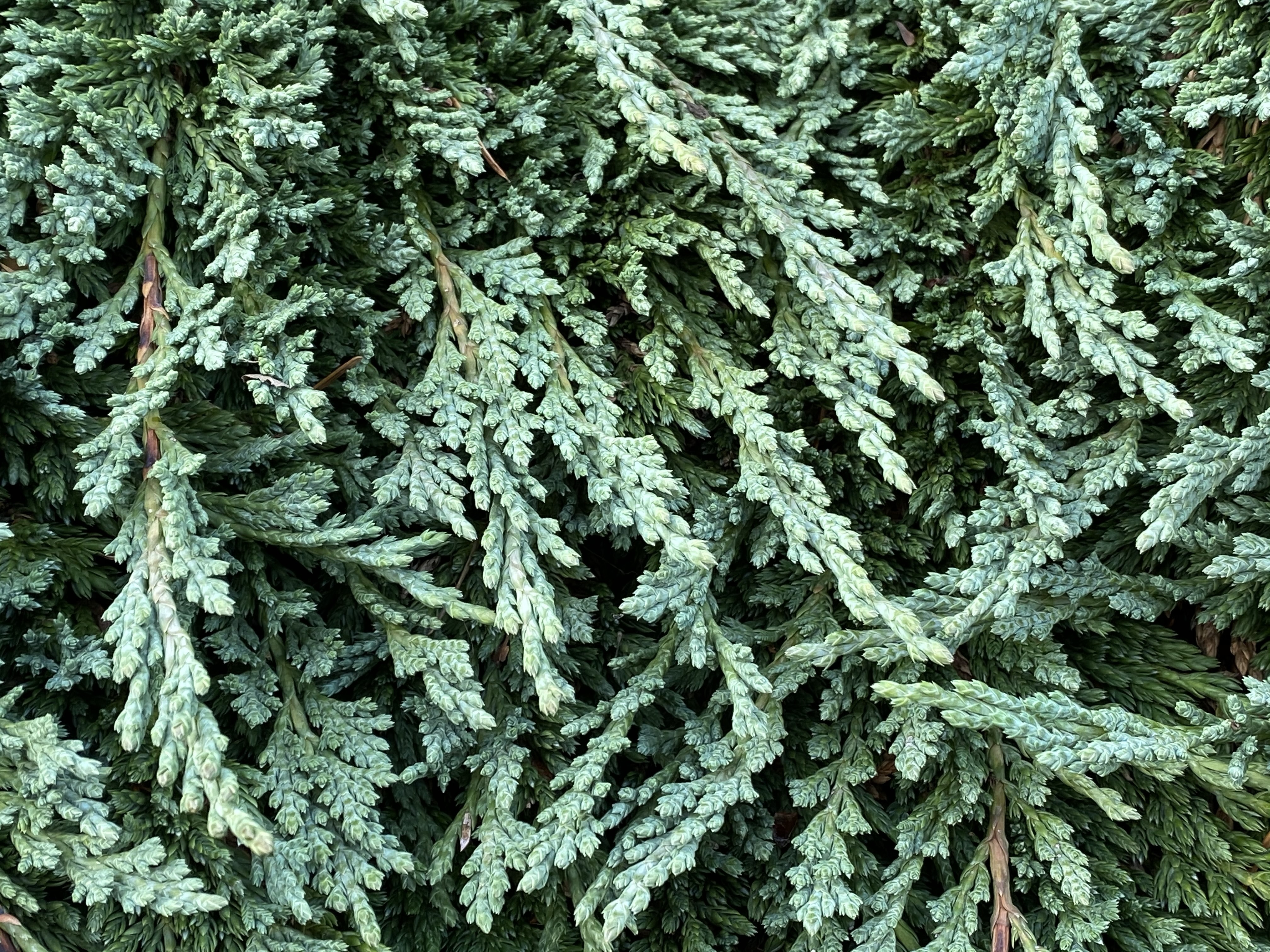 Juniperus horizontalis 