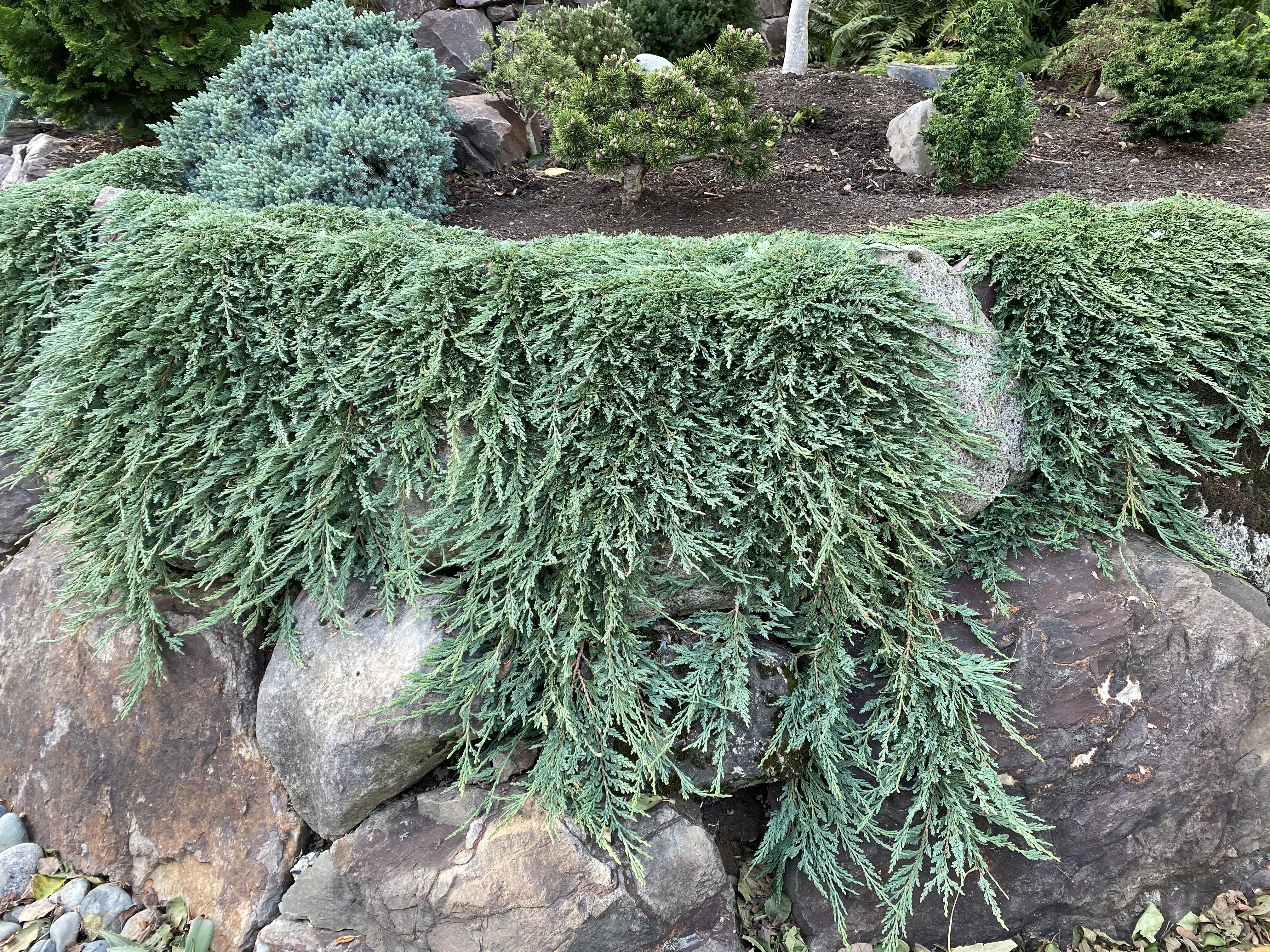 Juniperus horizontalis 