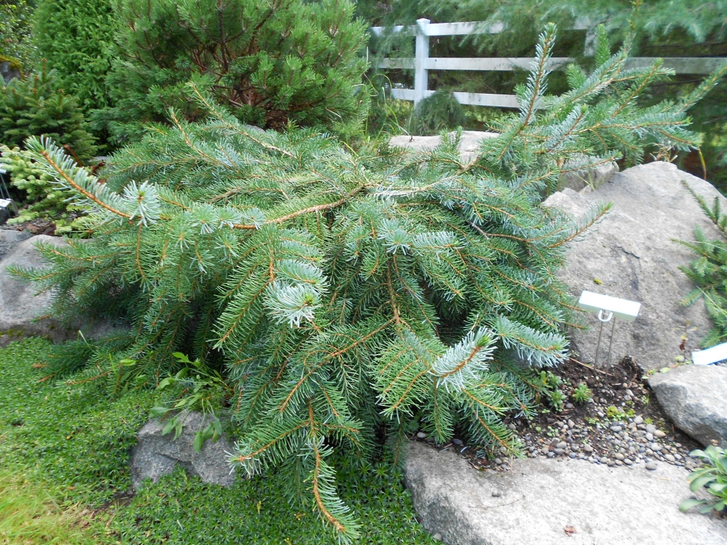 Picea omorika 