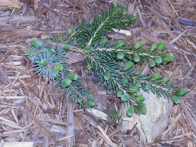 Picea omorika 