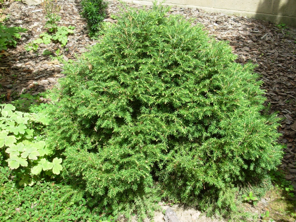 Tsuga canadensis 