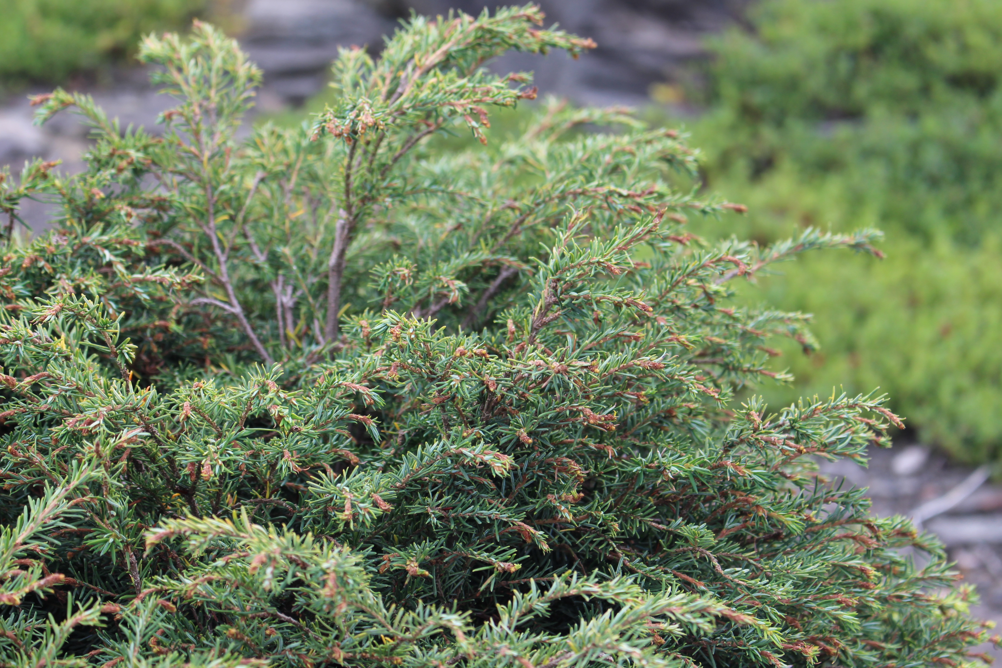 Tsuga canadensis 