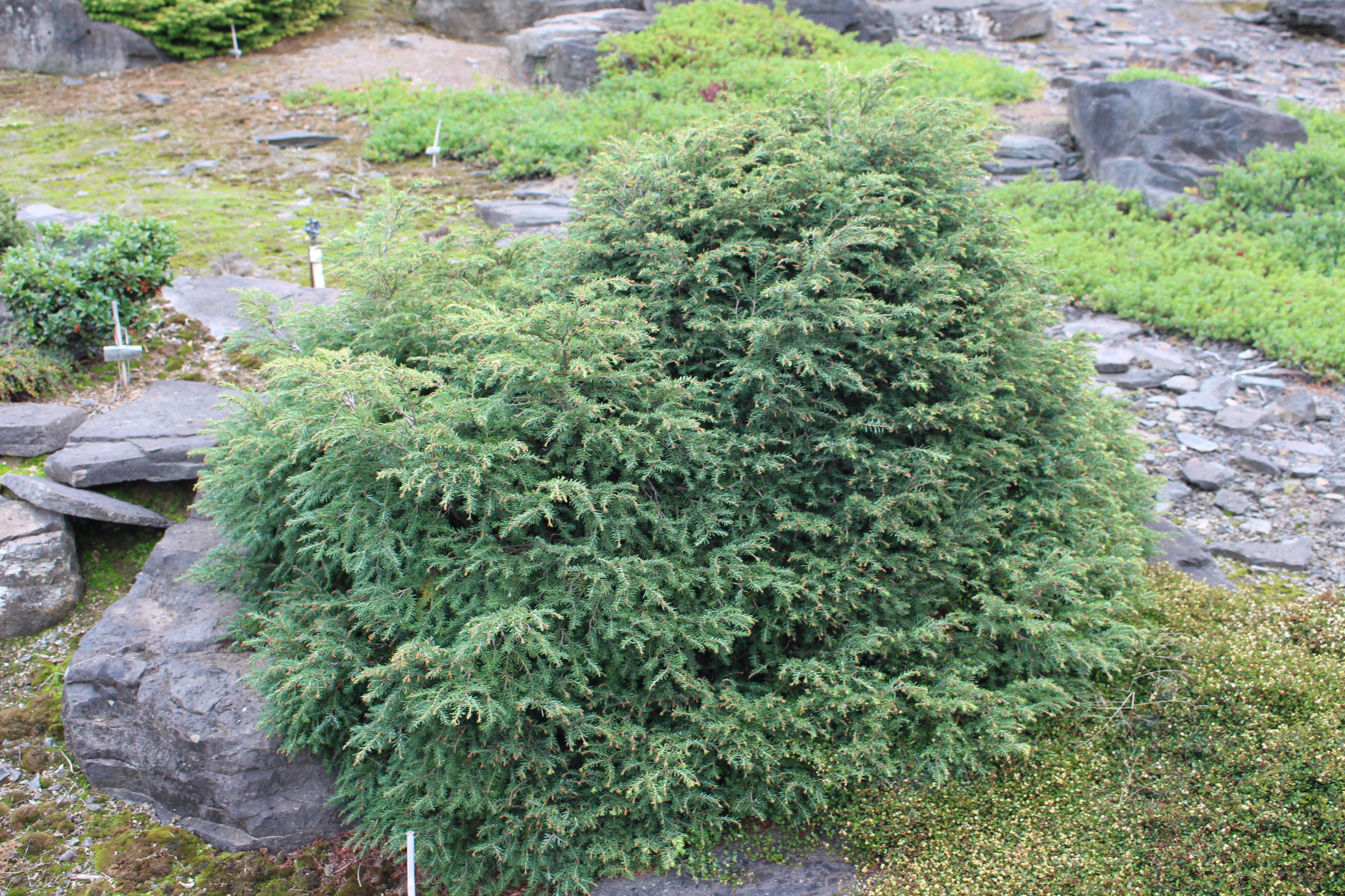 Tsuga canadensis 