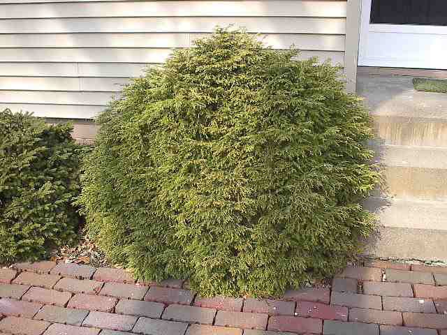 Tsuga canadensis 