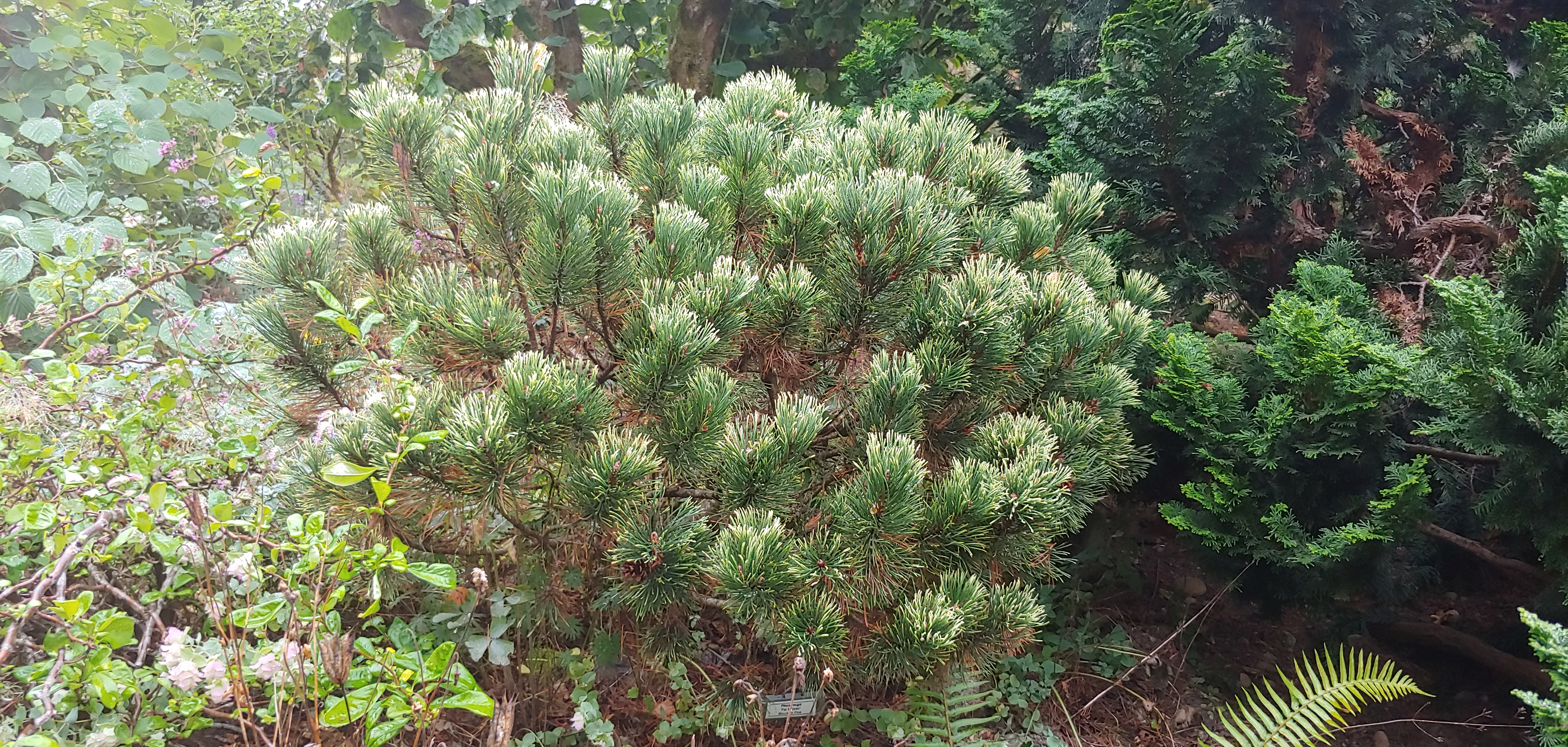 Pinus mugo 