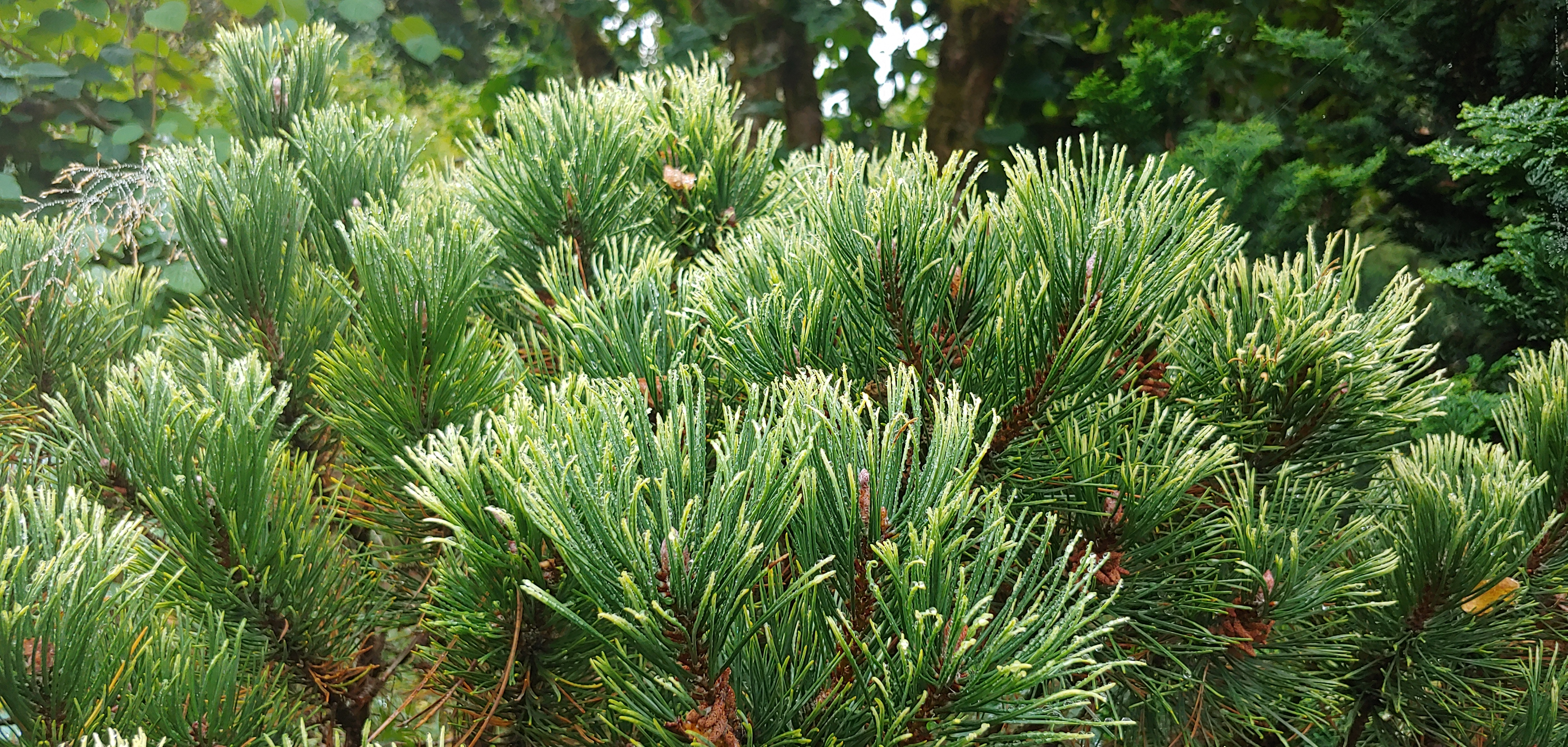 Pinus mugo 