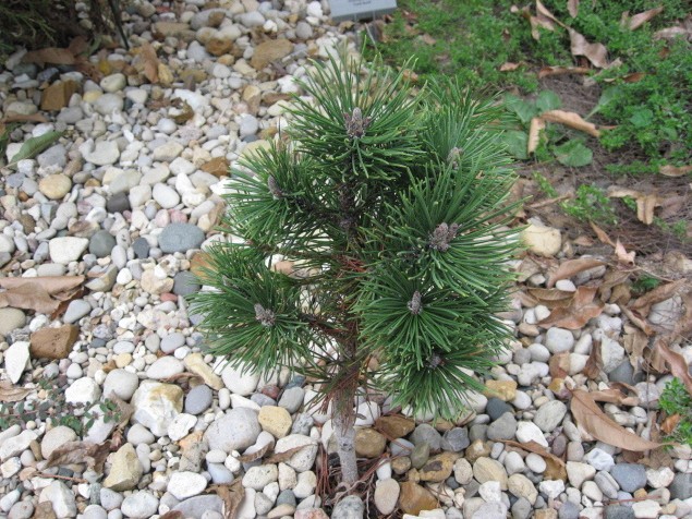 Pinus mugo 