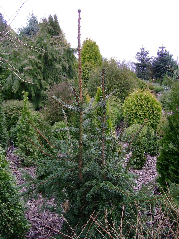 Picea abies 