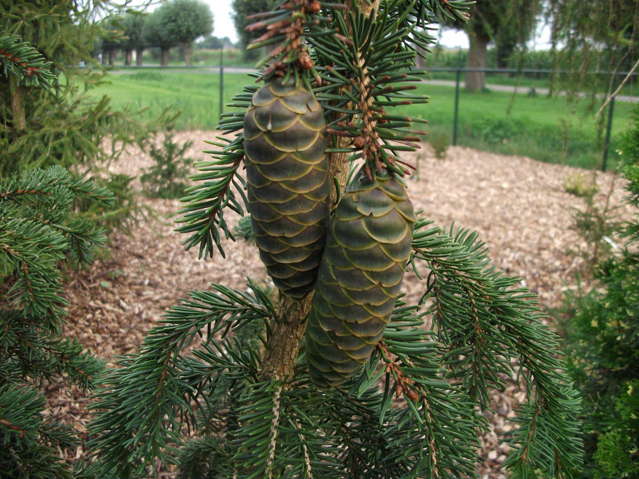 Picea abies 