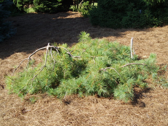Pinus strobus 