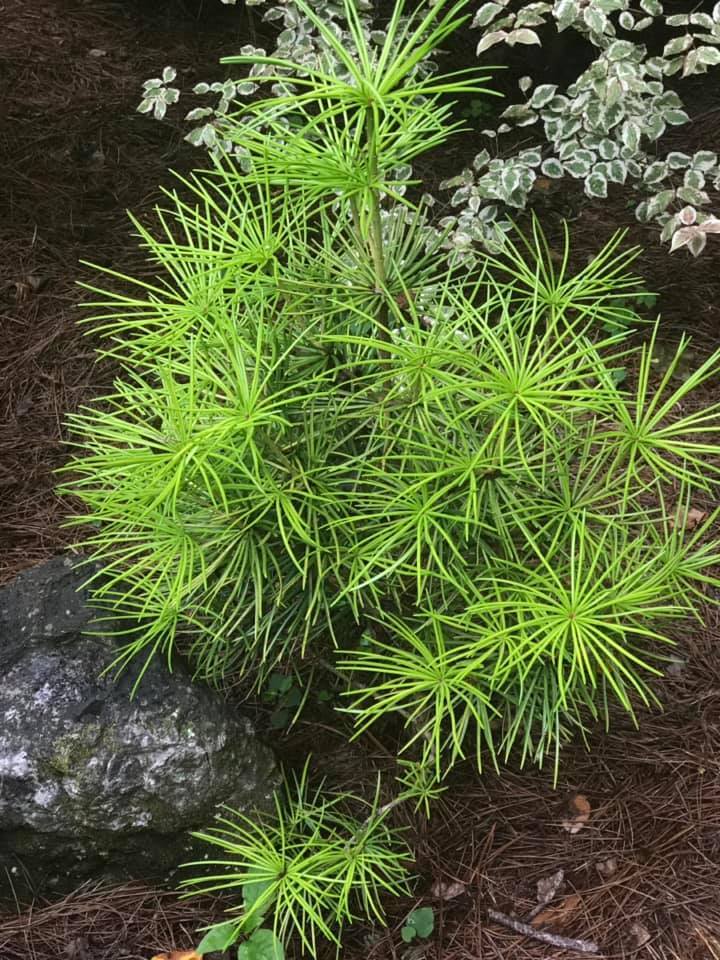 Sciadopitys verticillata 