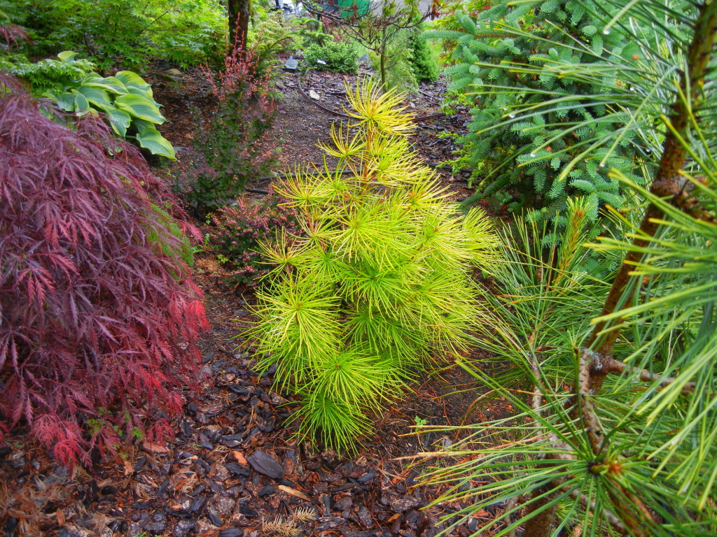 Sciadopitys verticillata 