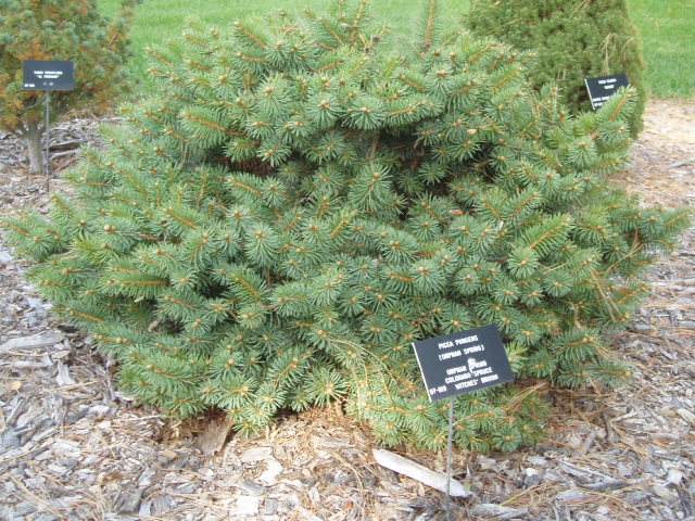 Picea pungens 