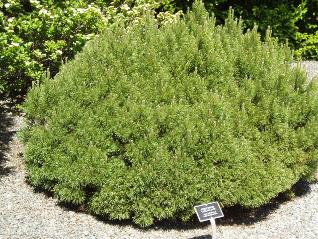 Pinus mugo 