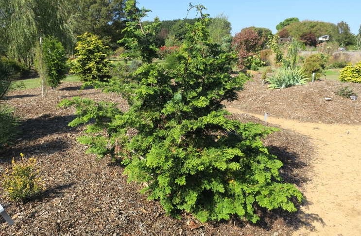 Chamaecyparis obtusa 