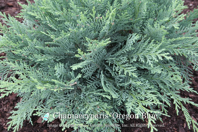 Chamaecyparis lawsoniana 
