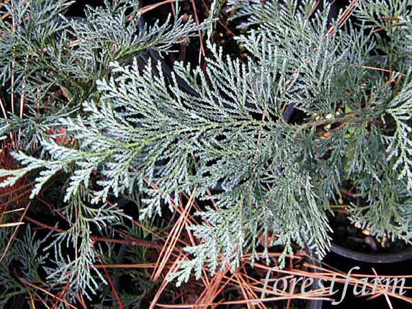 Chamaecyparis lawsoniana 