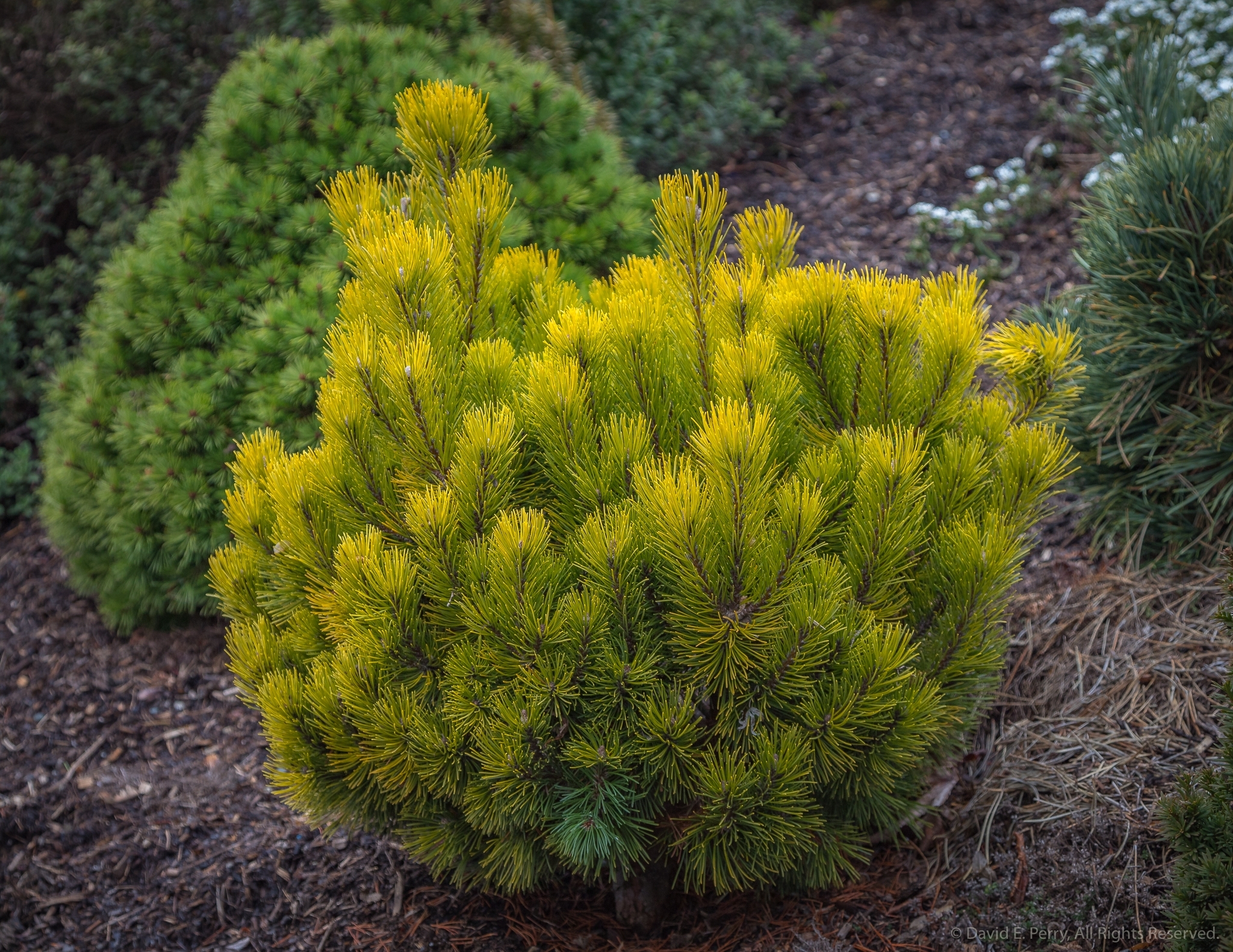Pinus mugo 