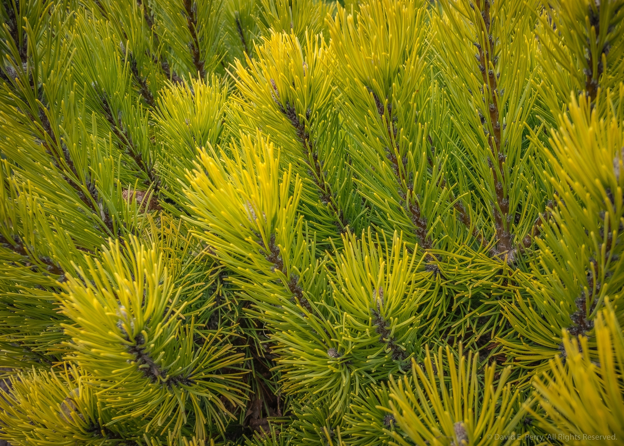 Pinus mugo 