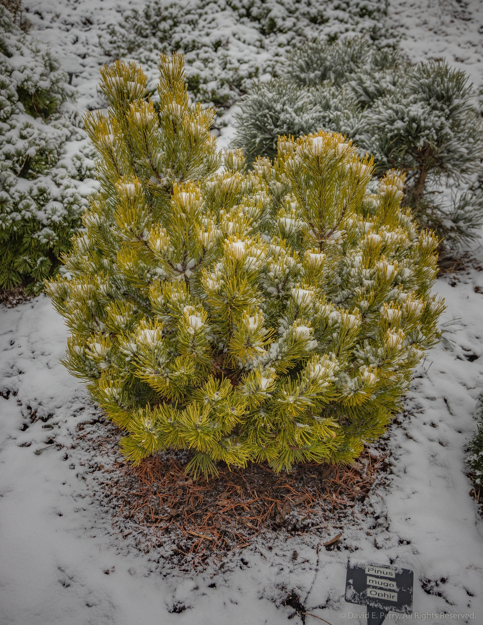 Pinus mugo 