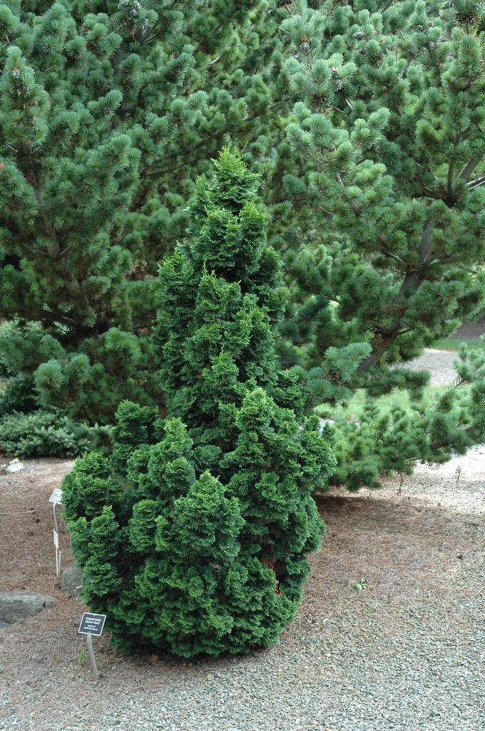 Chamaecyparis obtusa 
