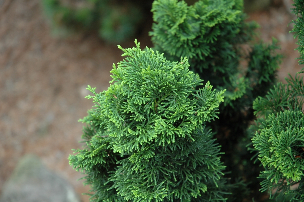 Chamaecyparis obtusa 