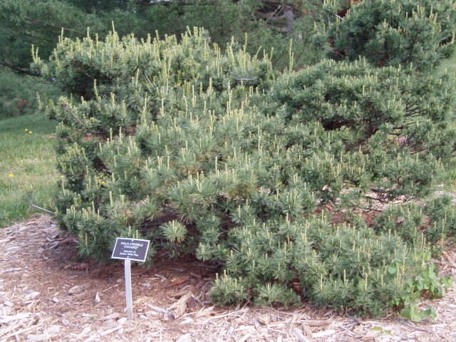 Pinus strobus 
