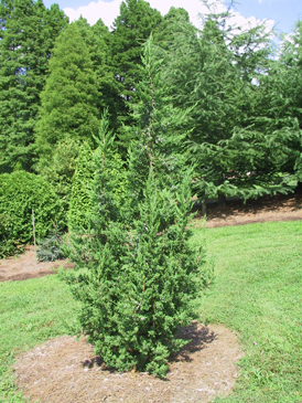 Juniperus chinensis 