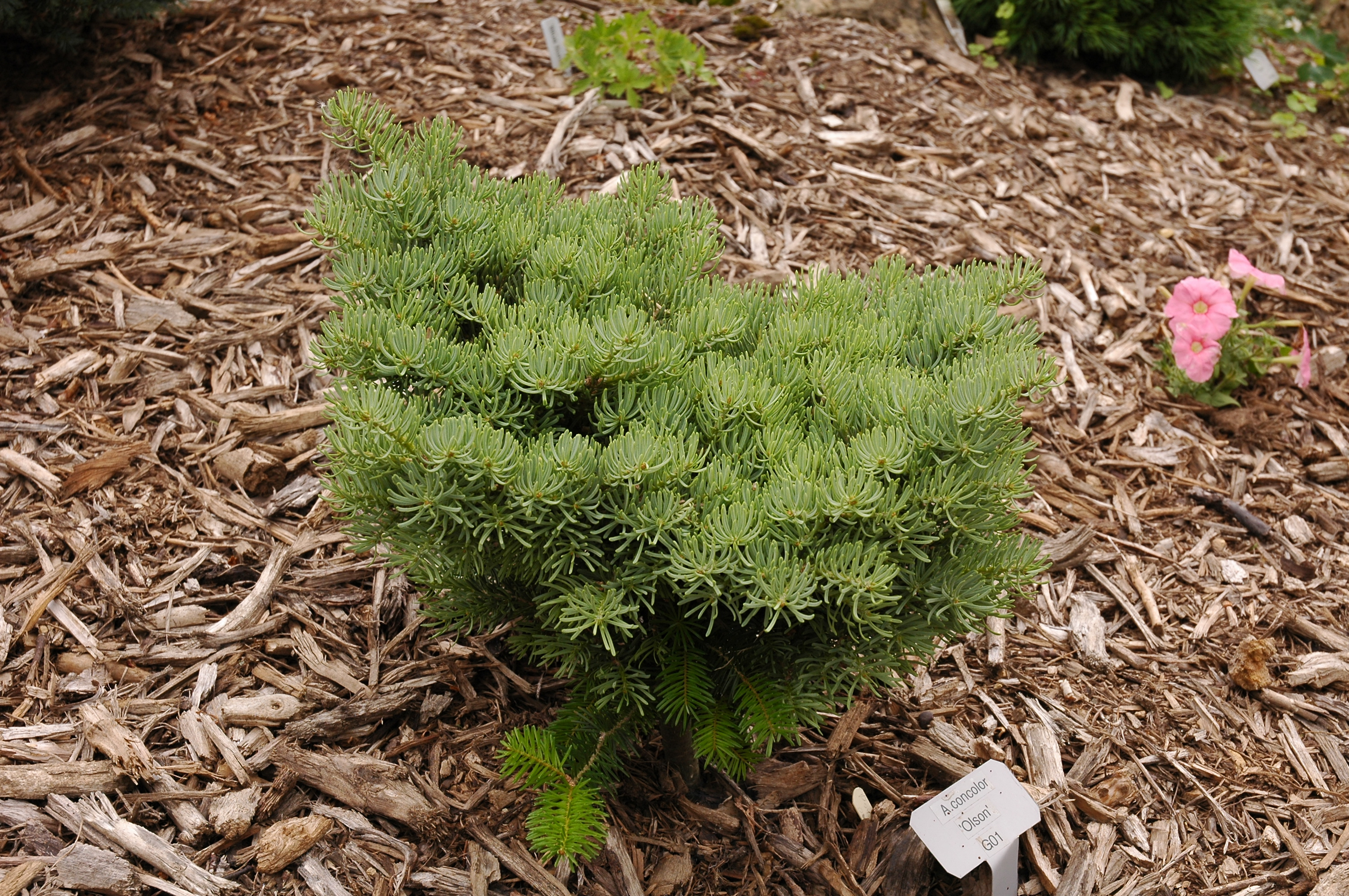 Abies concolor 