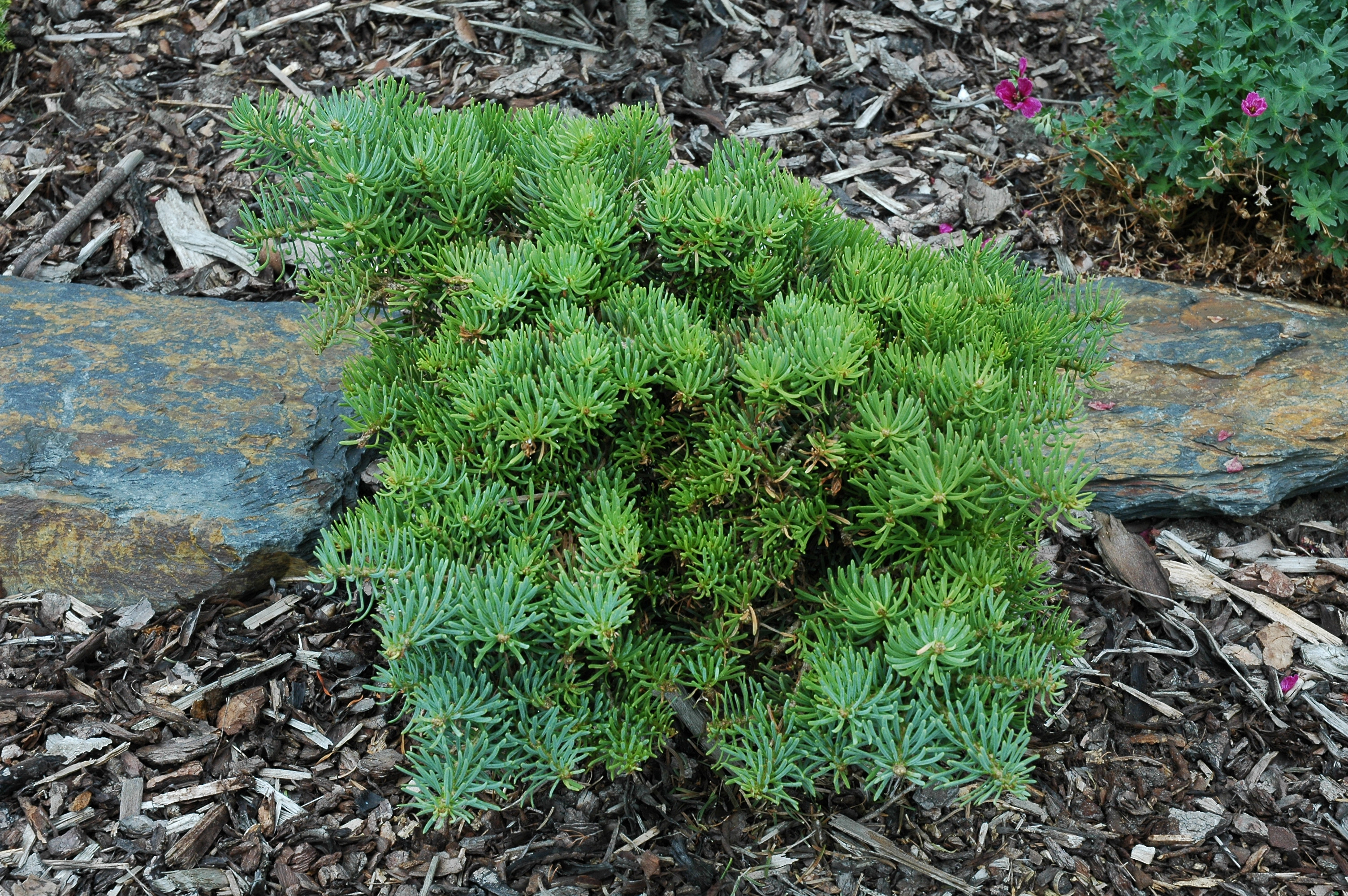 Abies concolor 
