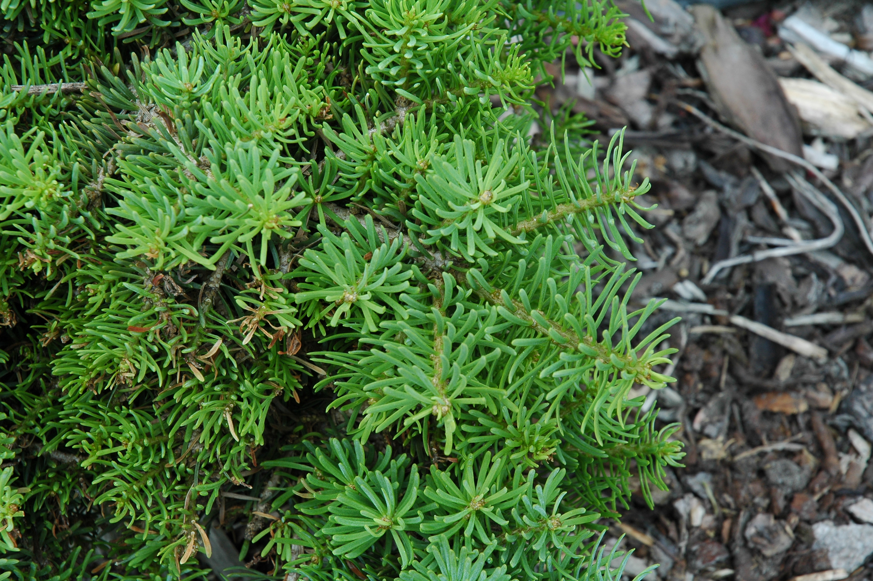 Abies concolor 