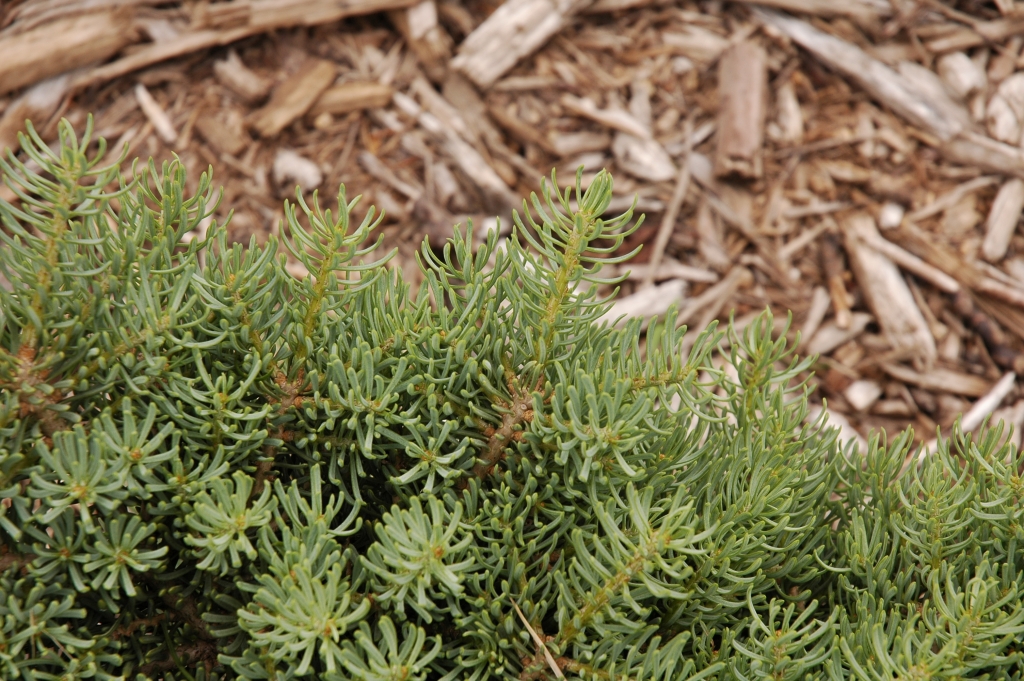 Abies concolor 
