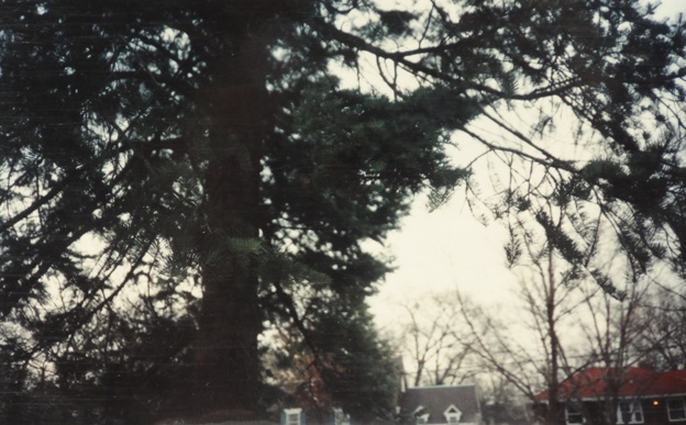 Abies concolor 