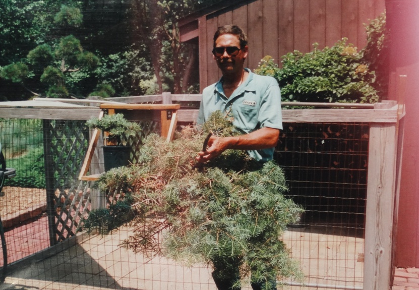 Abies concolor 