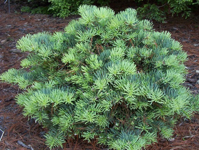 Abies concolor 